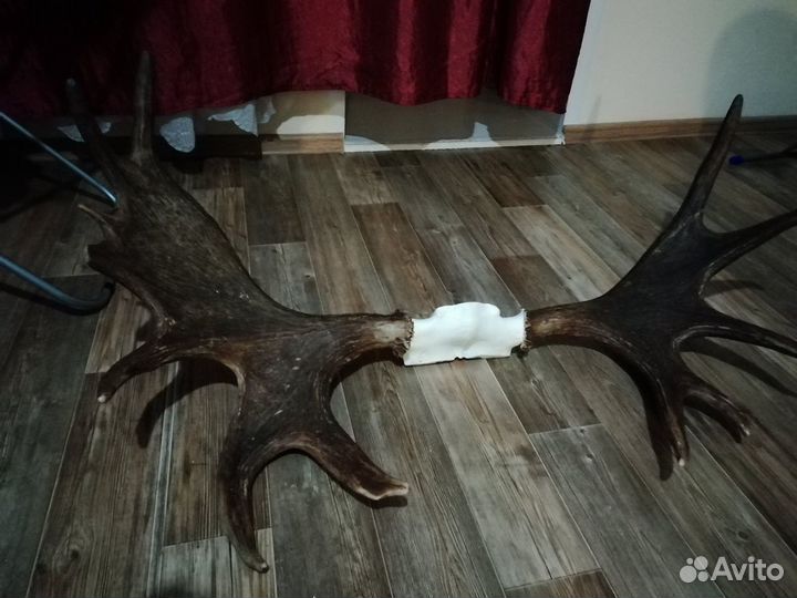 Рога лосиные