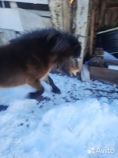 Продам пони