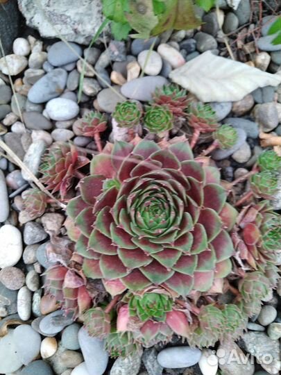 Молодило и седумы сортовые