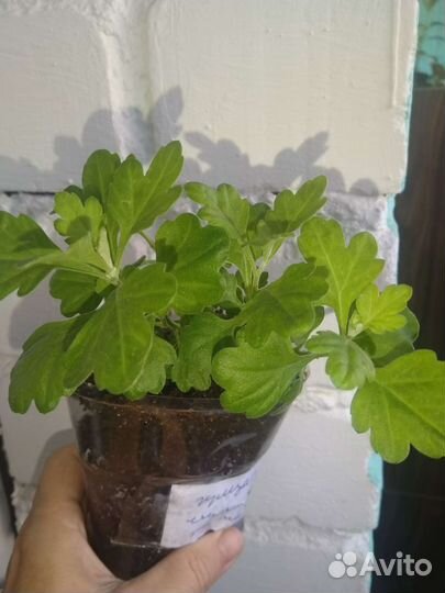 Растения для сада