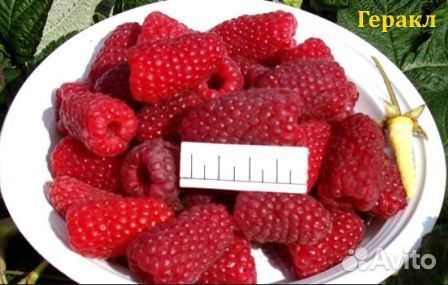 Саженцы малины