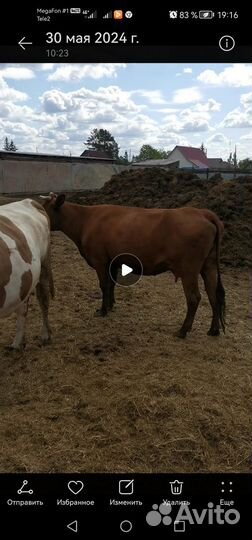 Быки и телки на мясо