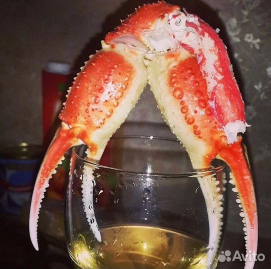 Краб-Стригун(фаланги)