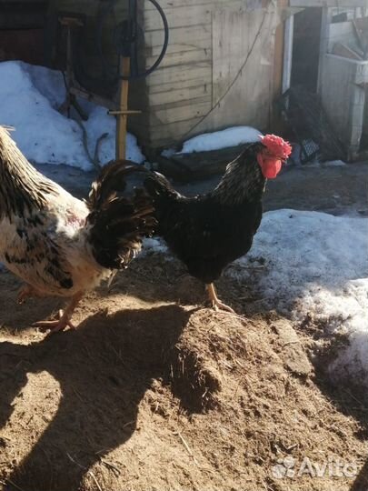 Молодые петухи