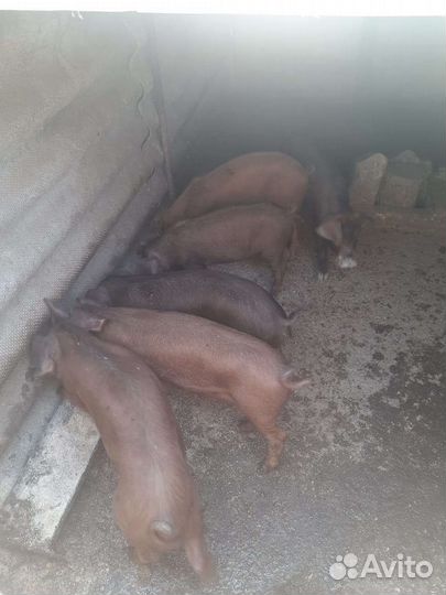 Поросята Дюрок