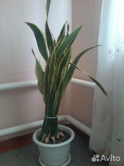 Продам комнатные растения