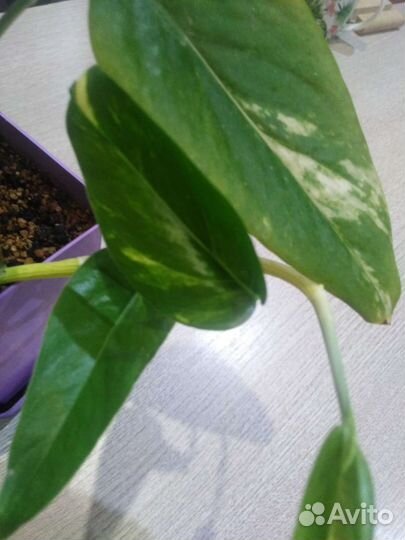 Сциндапсус