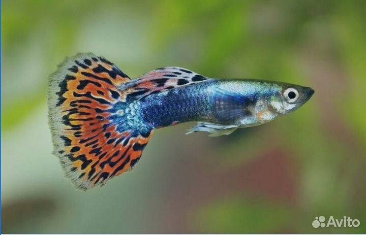 Рыба гуппи