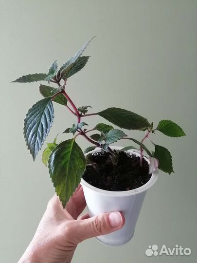 Ахименес, волшебный цветок