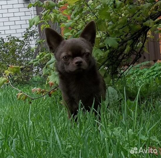 Шоколадный кобель для вязки маленького размера