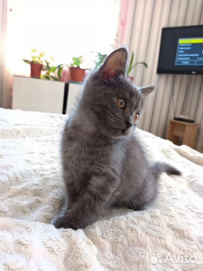 Котенок