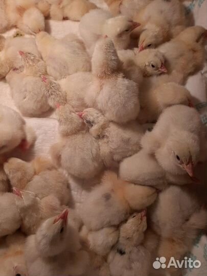 Бройлеры кобб 500
