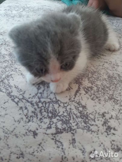 Котенок мальчик в дар