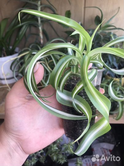 Хлорофитум бонни