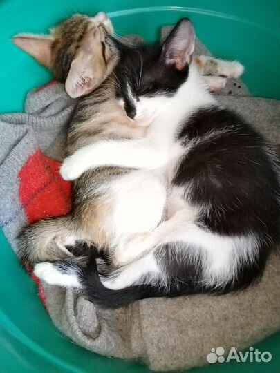 Отдадим котят в добрые руки