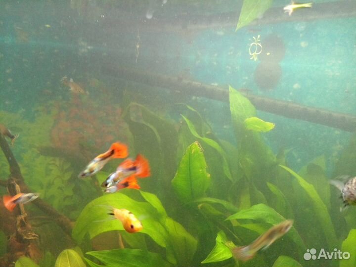 Рыба в аквариум