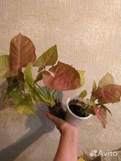 Сингониум Неон, Брокант, Ктенанта, Спатифиллум