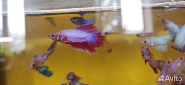 Рыбка петушок