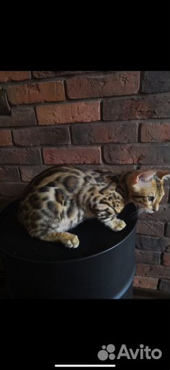 Бенгальский кот