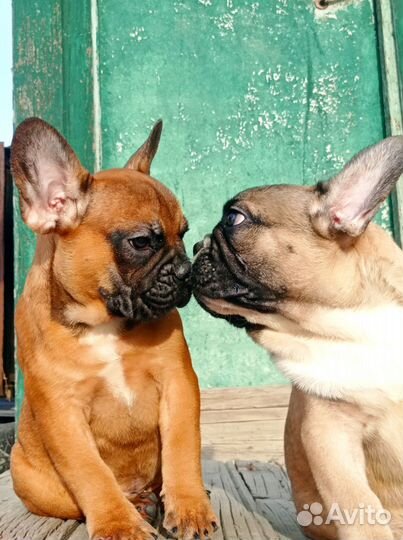 Французский бульдог