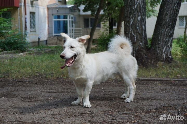 Собака мальчик 9 месяцев