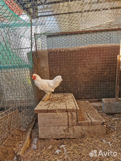 Куры петухи