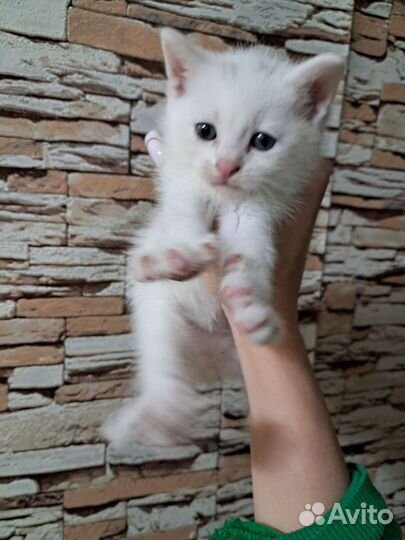 Котик в добрые руки