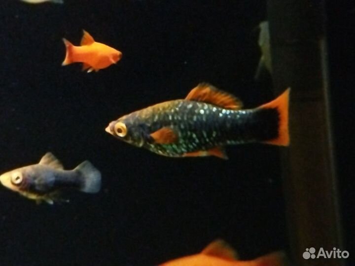 Аквариумная рыбка