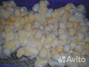 Цыплята Бройлер суточный Cobb-500, Ross-308