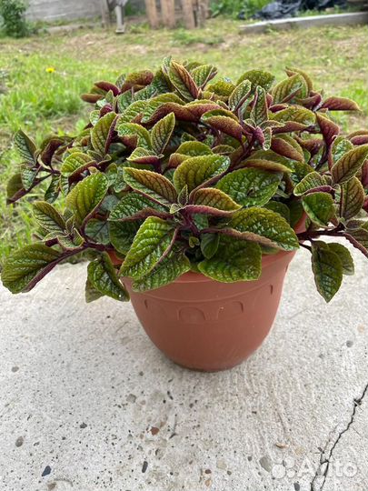 Домашние растения цветы