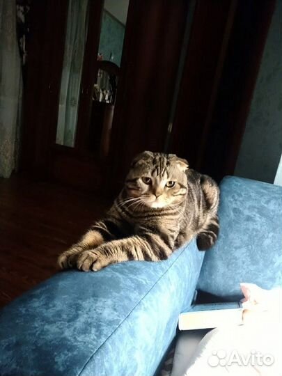 Шотландский кот для вязки