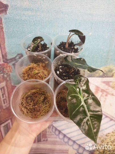 Алоказия мишольца