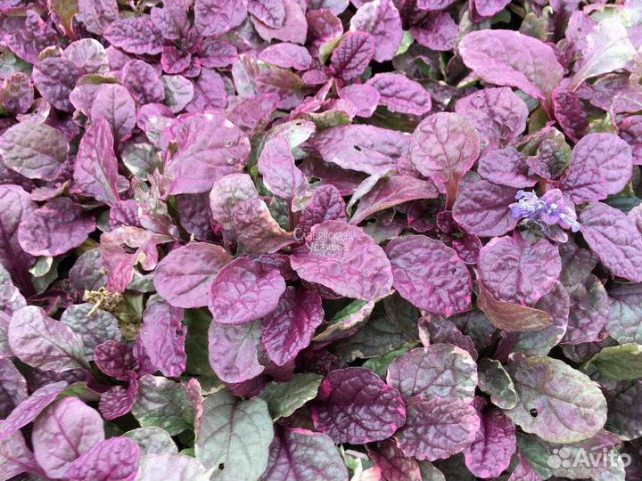 Бадан,живучка