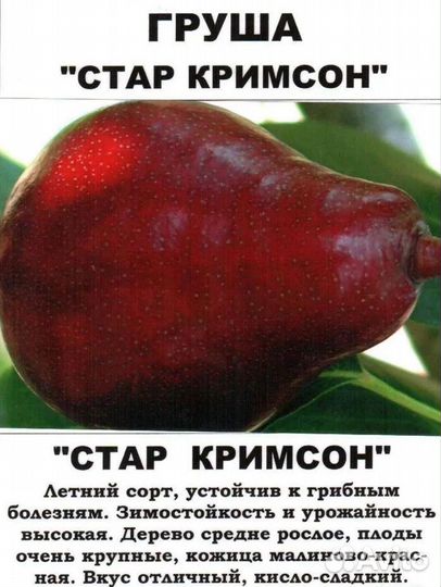 Саженцы груши