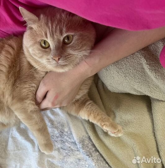 Потерялся кот 