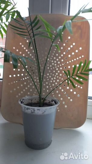 Домашние цветы