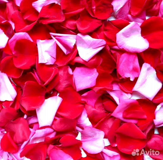 Лепестки роз