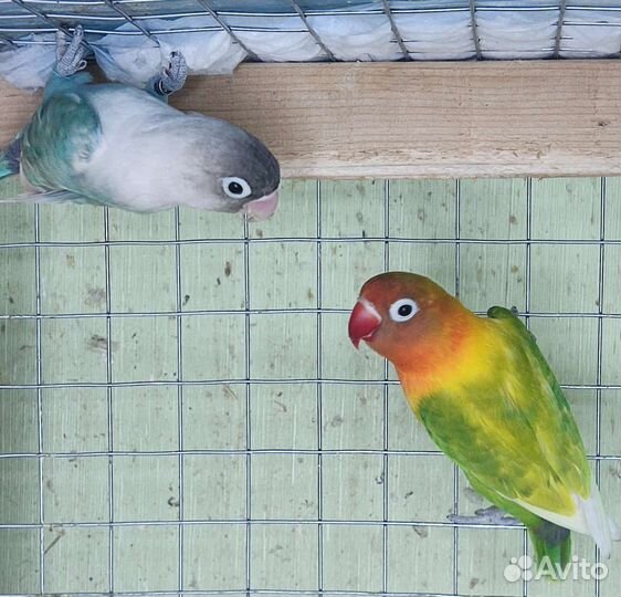 Попугаи неразлучники
