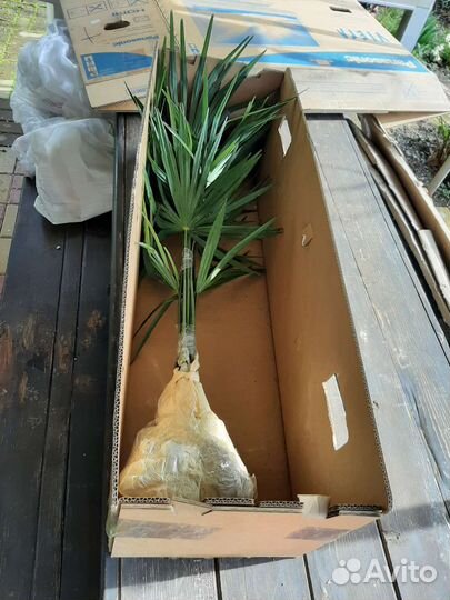 Пальма веерная