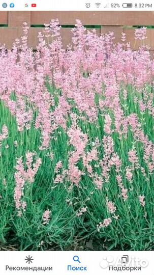 Лаванда узколистная розовая