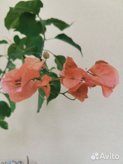 Бугенвилия цветет