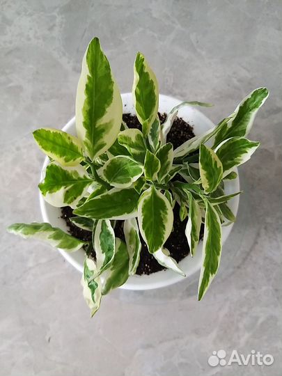 Педилантус