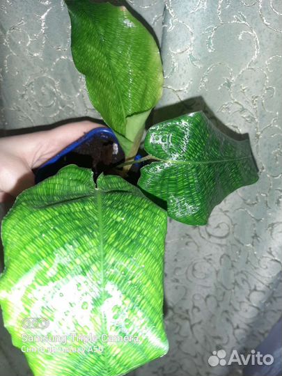 Спатифилум