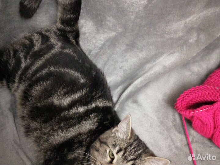 Котик в дар