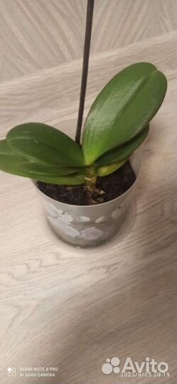 Орхидея- обмен на смесь