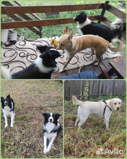 Передержка собак