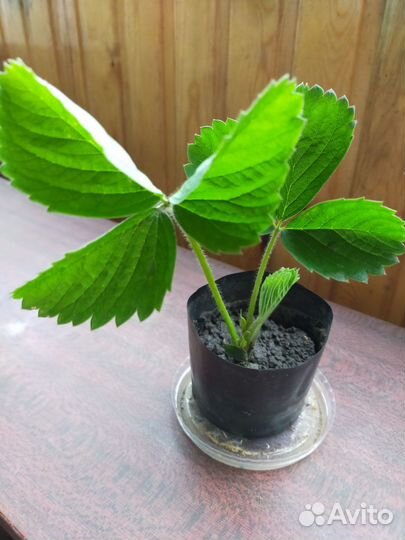 Саженцы (рассада) Клубники Фейерверк