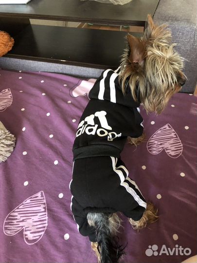 Костюм для собаки