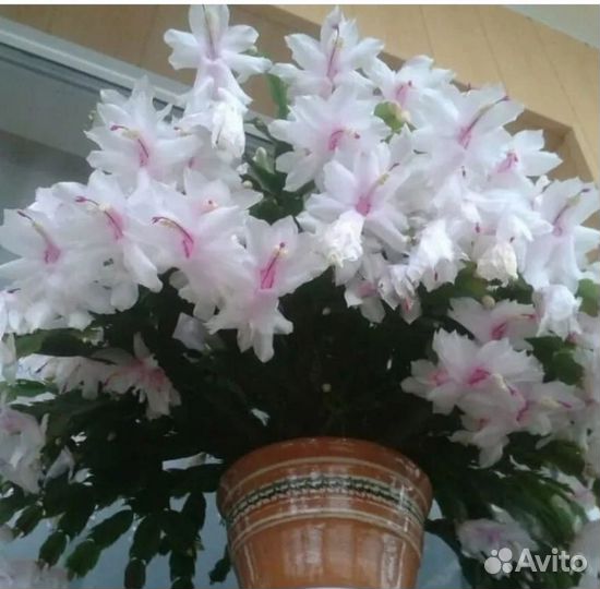 Шлюмбергера