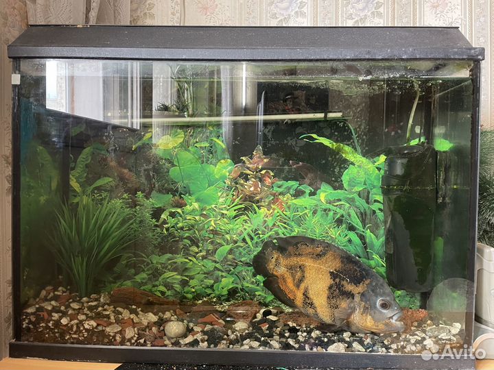 Аквариум с рыбками бу